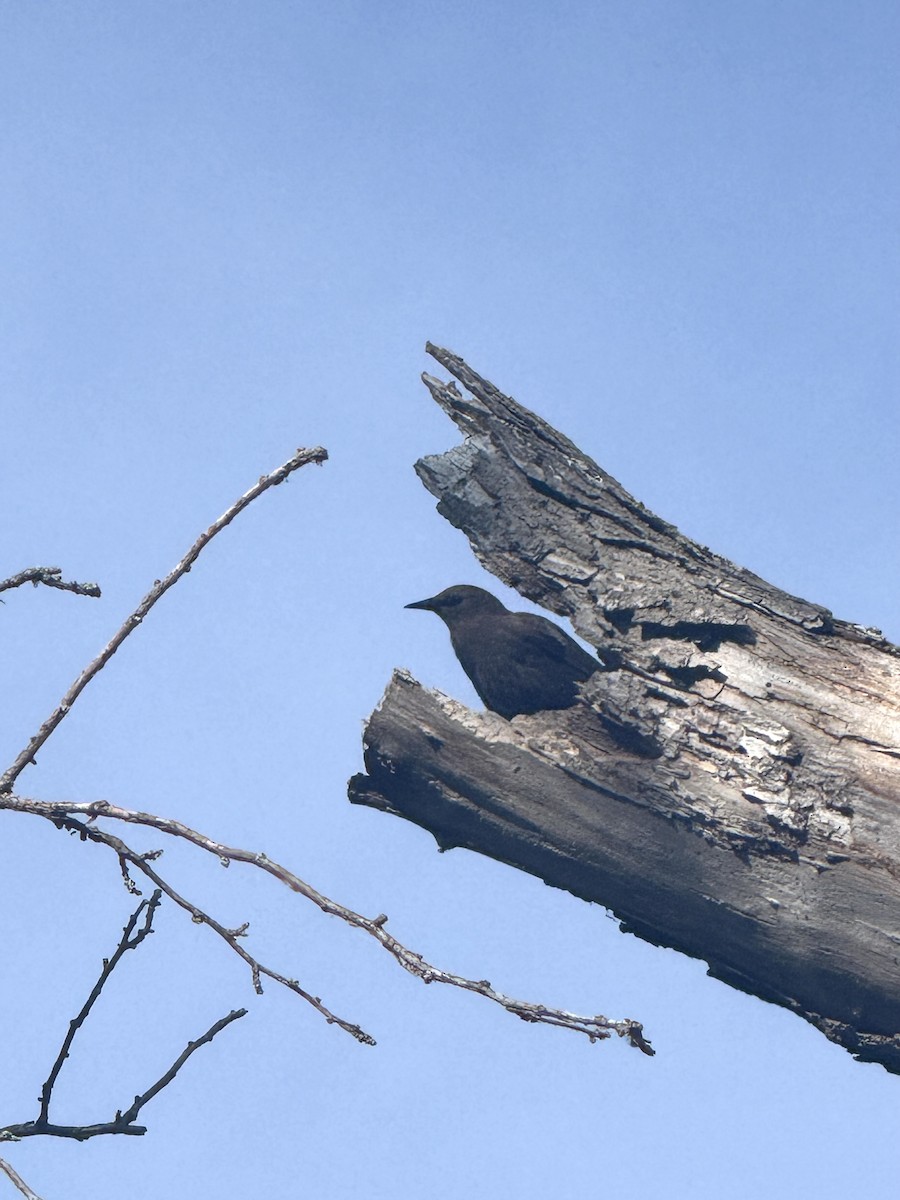 European Starling - ML638724453