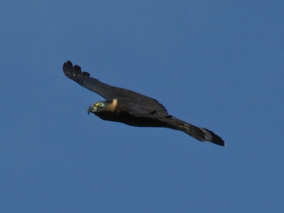 hákozobec neotropický - ML638724492