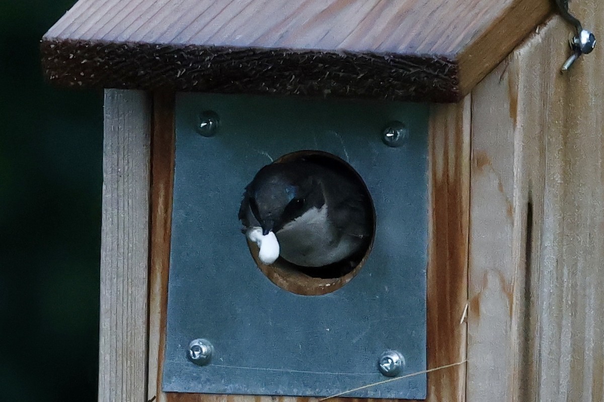 Tree Swallow - ML638724493