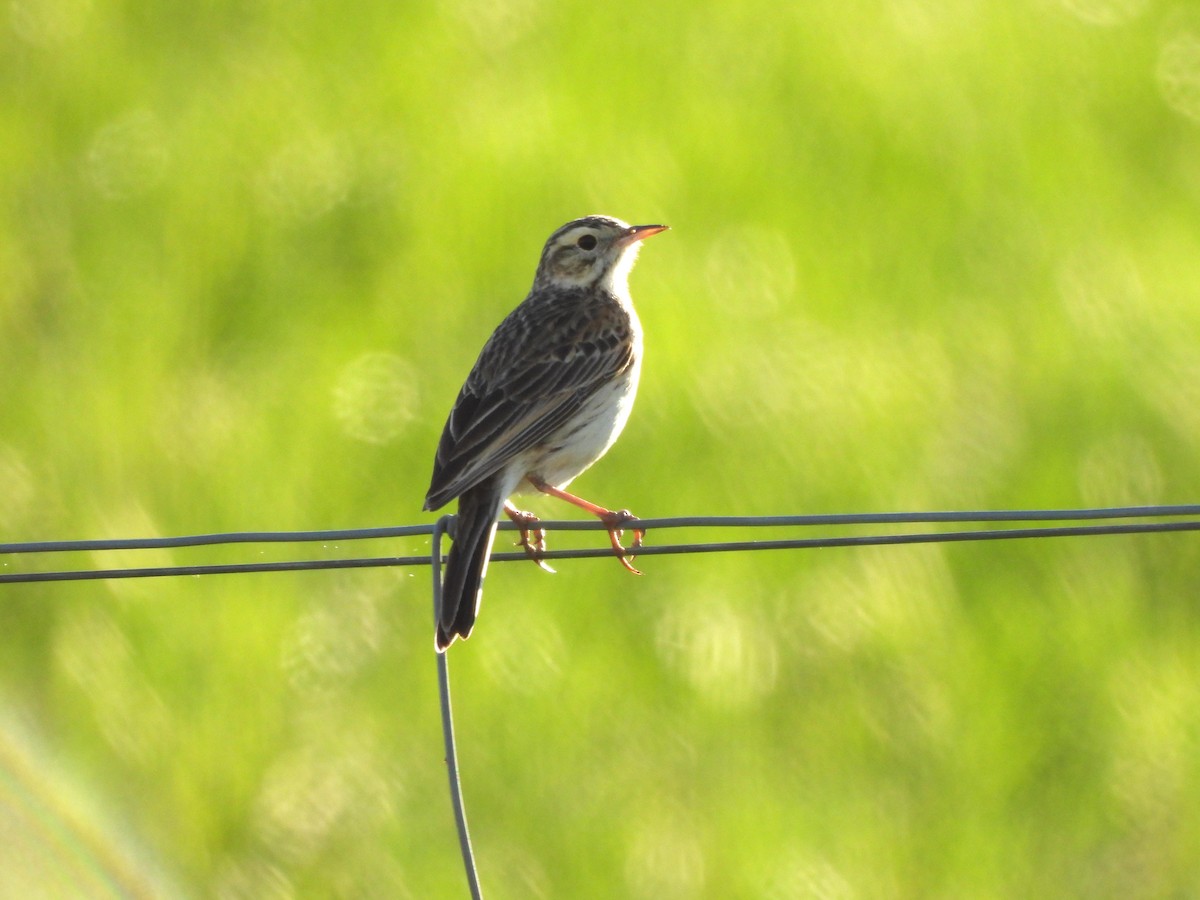 Australian Pipit - ML638724562