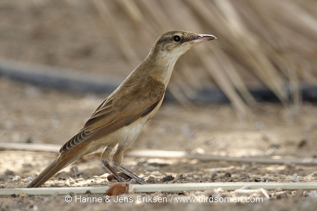 Great Reed Warbler - ML63872461