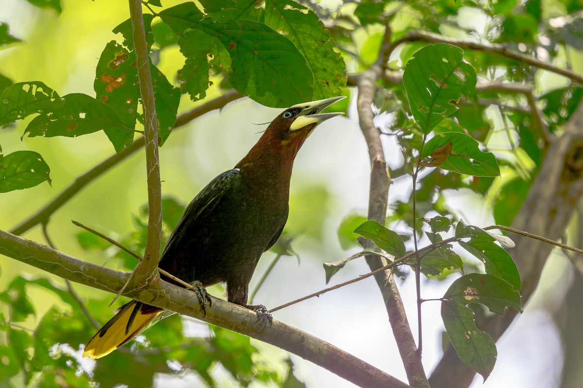 Chestnut-headed Oropendola - ML638724666
