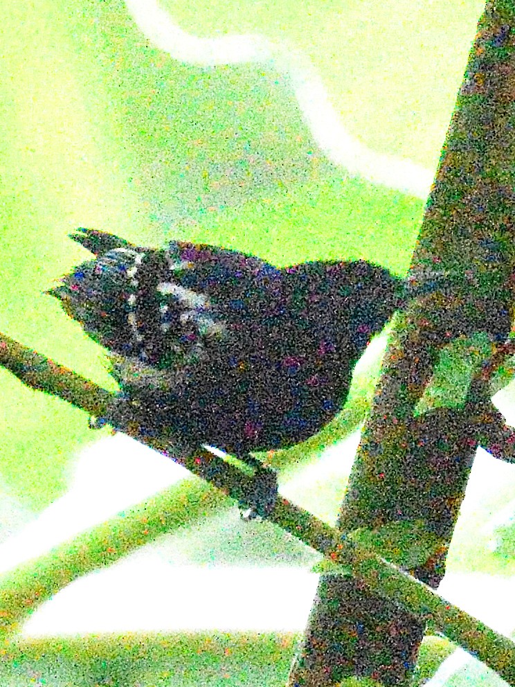 White-shouldered Tanager - ML638724705