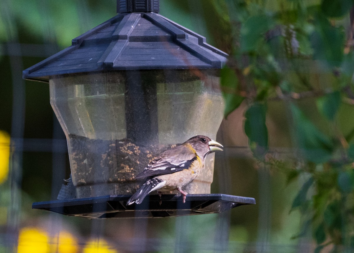 Evening Grosbeak - ML638724736