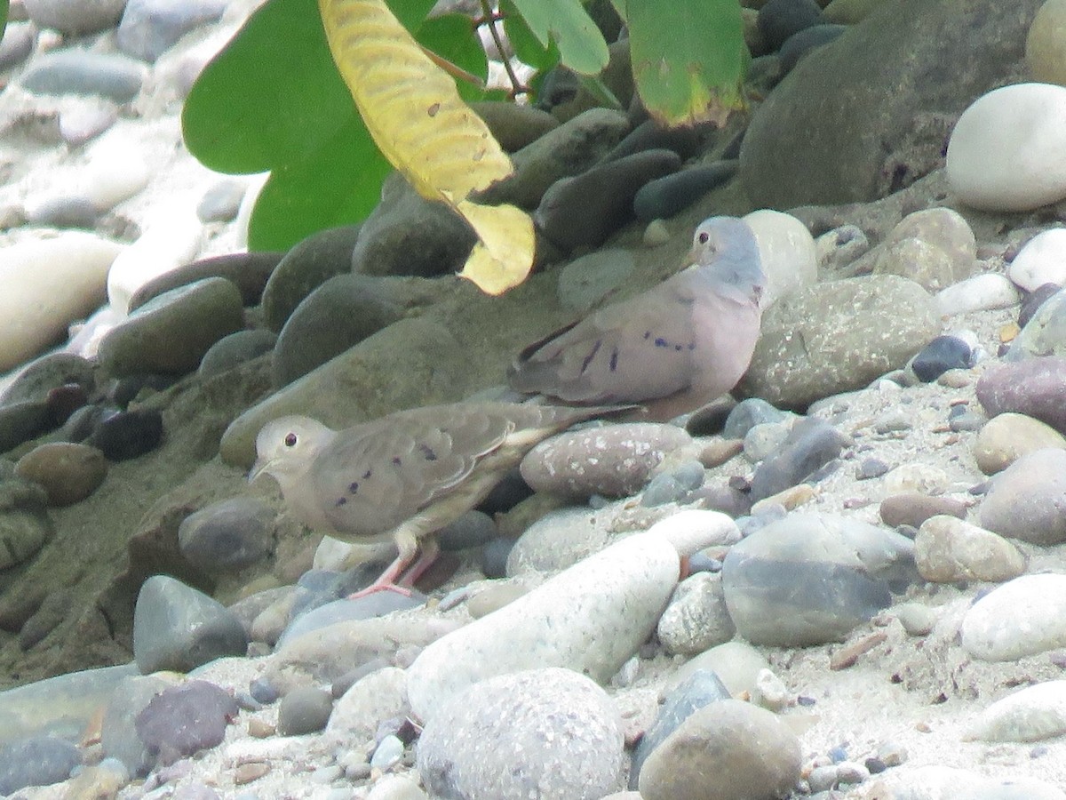 Plain-breasted Ground Dove - ML638724786