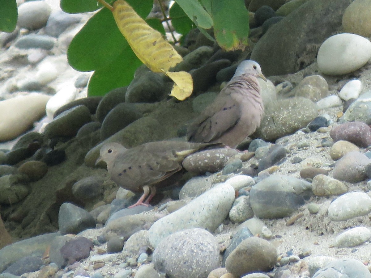 Plain-breasted Ground Dove - ML638724787