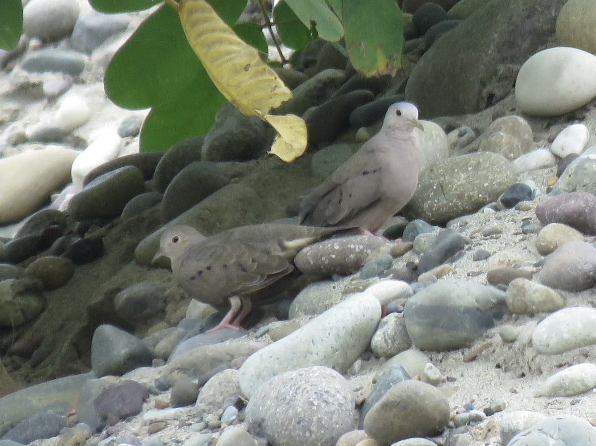 Plain-breasted Ground Dove - ML638724789