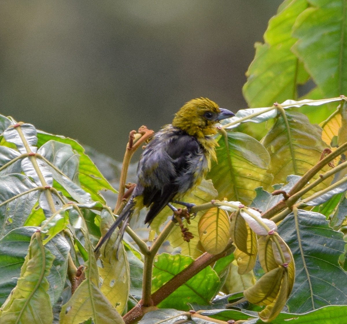 White-winged Tanager - ML638724793