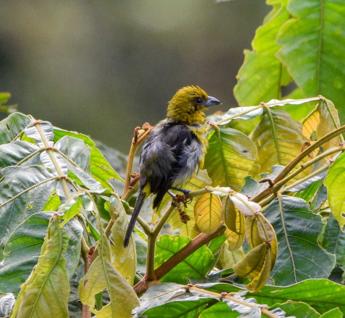 White-winged Tanager - ML638724794