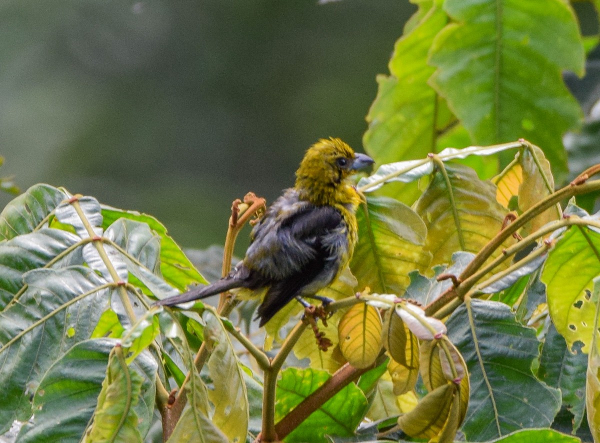 White-winged Tanager - ML638724795