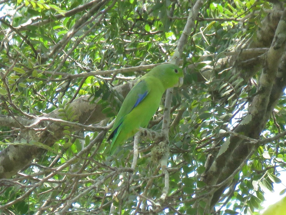 Riparian Parrotlet - ML638724803