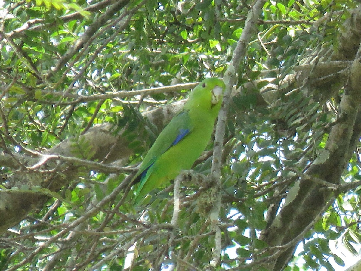 Riparian Parrotlet - ML638724804