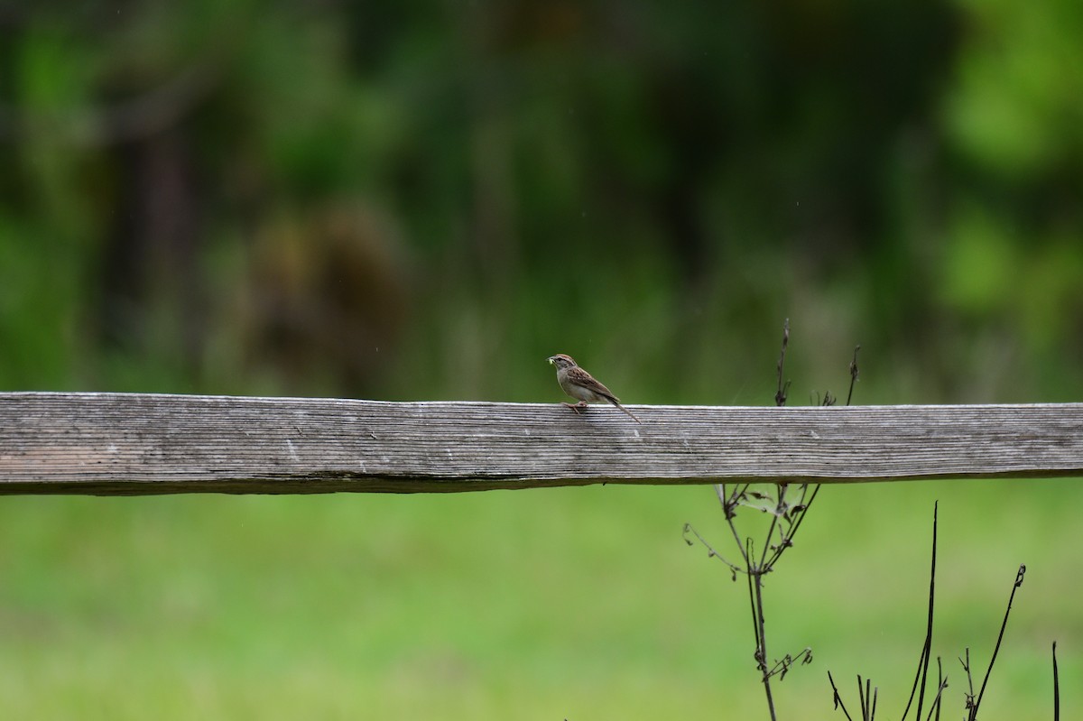 Chipping Sparrow - ML638724813