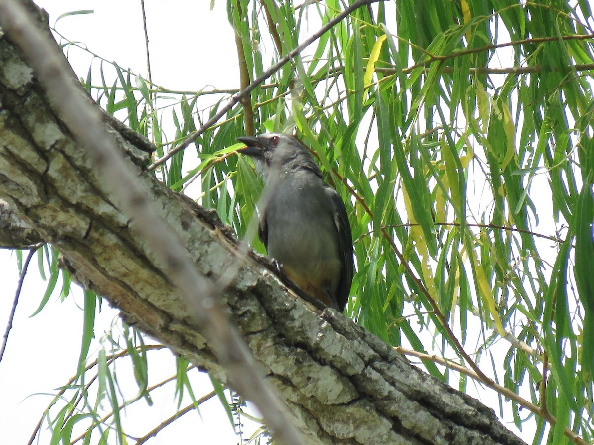 Bluish-gray Saltator - ML638724860