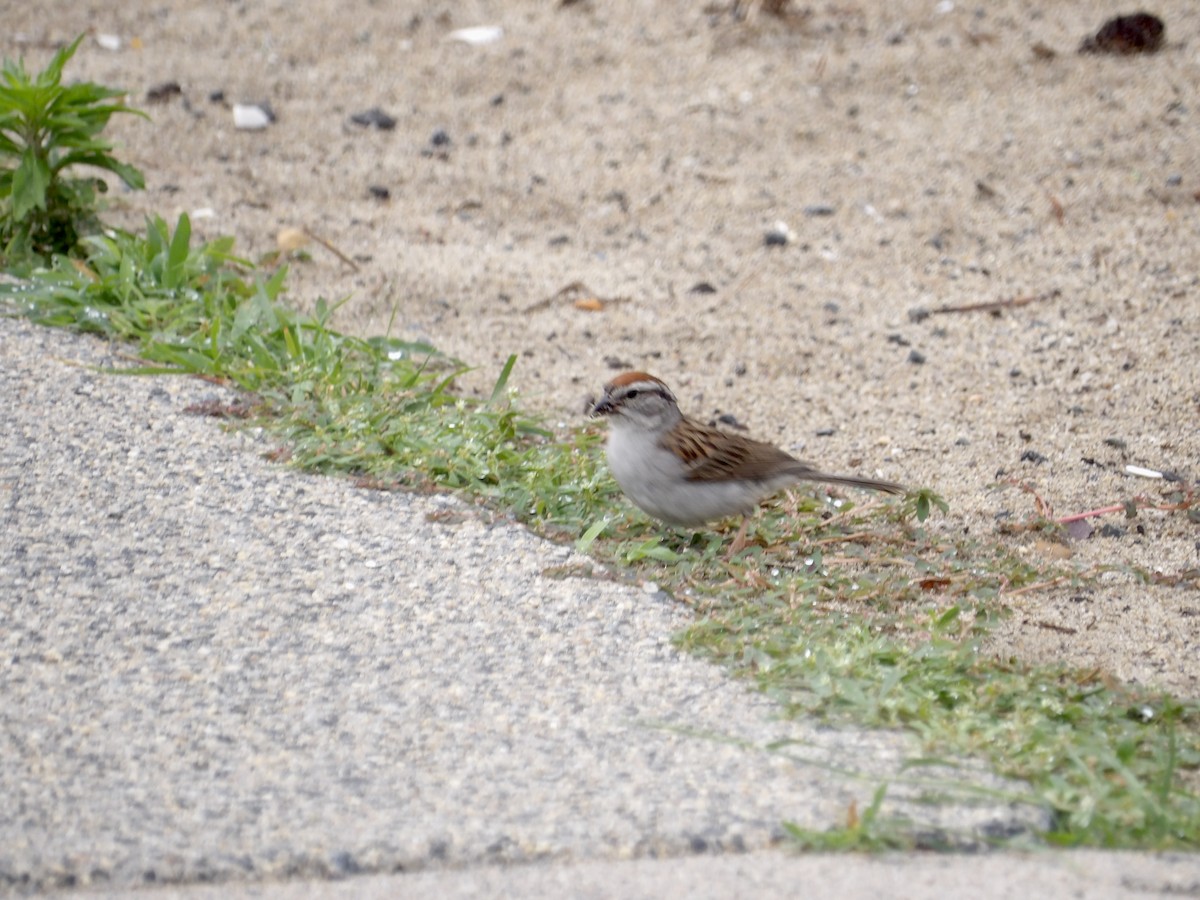 Chipping Sparrow - ML638724897