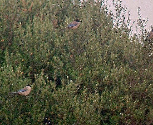 Iberian Magpie - ML638724949