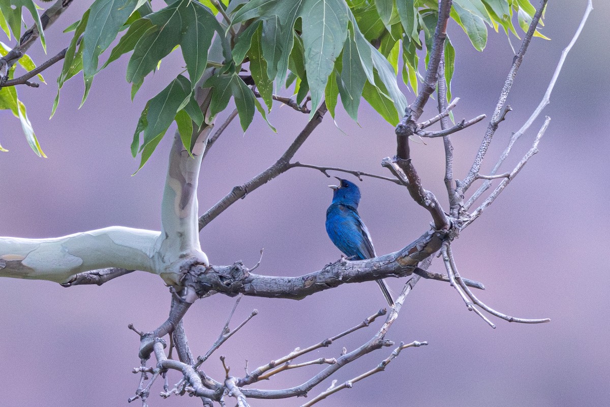 Indigo Bunting - ML638724954