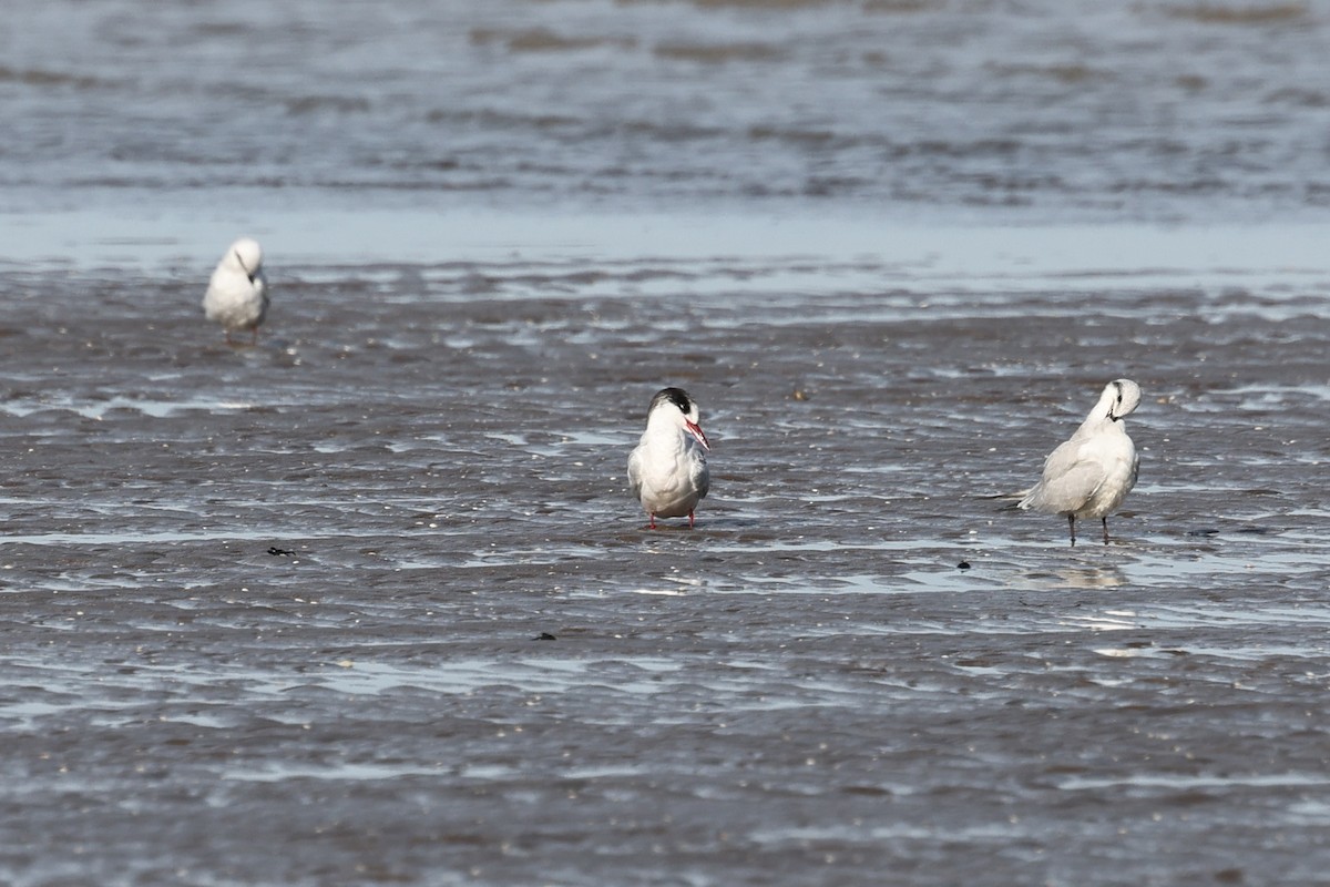 South American Tern - ML638724966