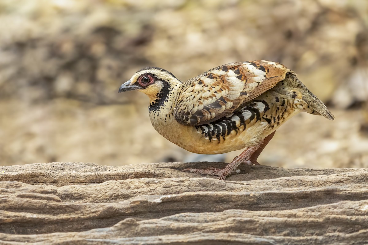 Bar-backed Partridge - ML638724967