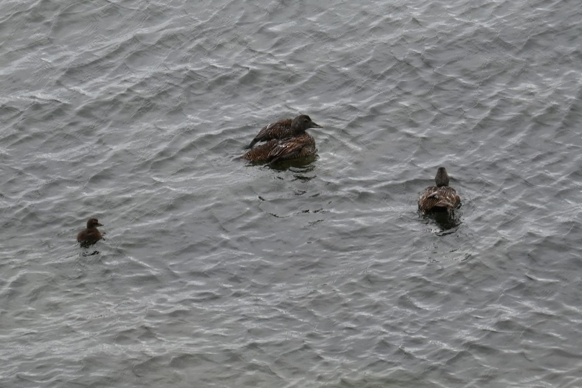 Eider arrunta - ML638724973
