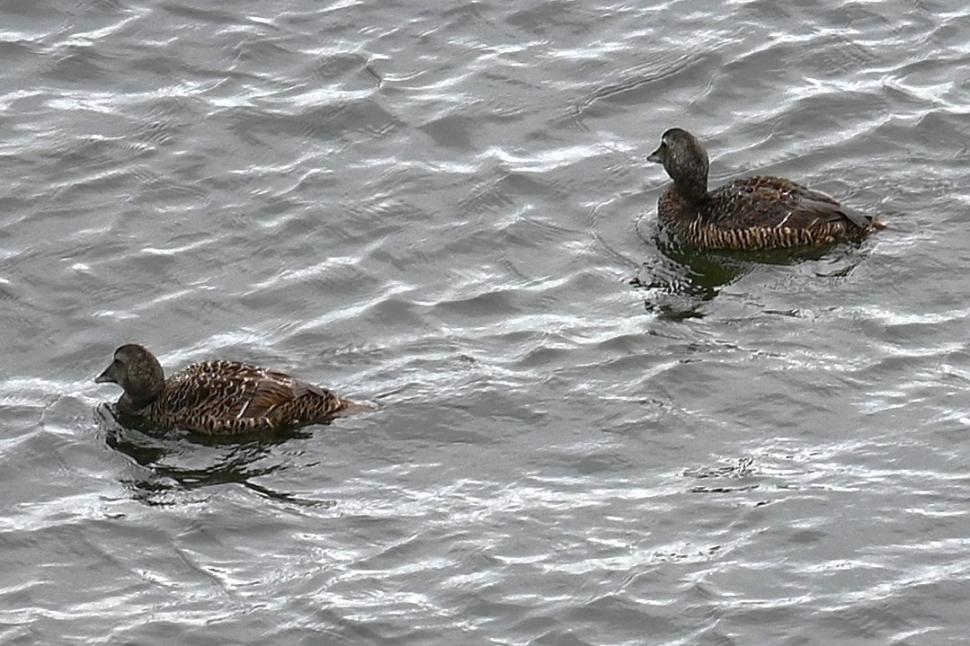 Eider arrunta - ML638724974