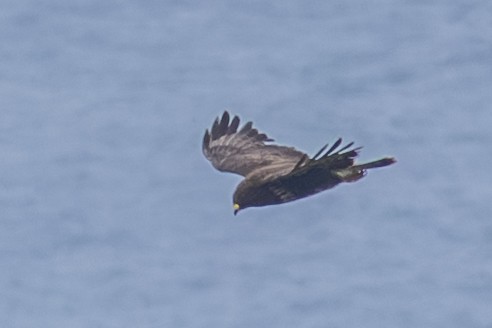 Common Buzzard (Azores) - ML638725006