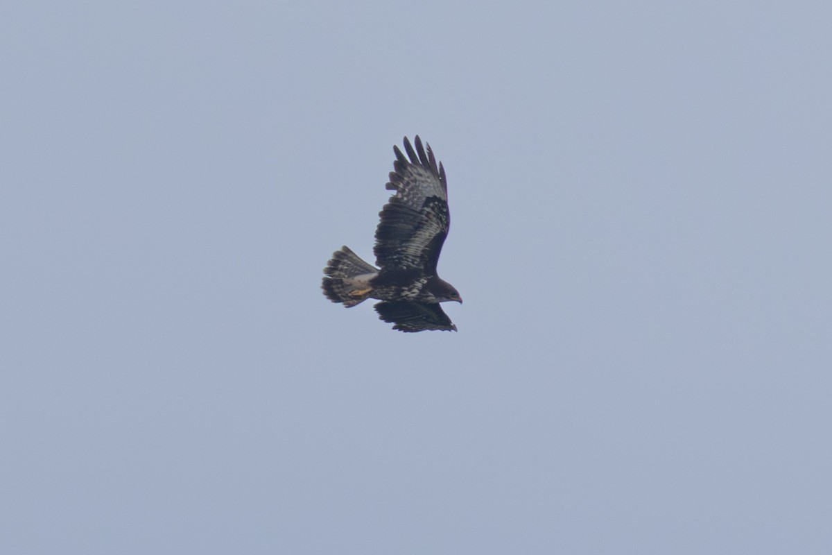 Common Buzzard (Azores) - ML638725007