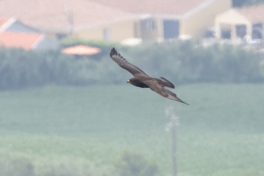 Common Buzzard (Azores) - ML638725008