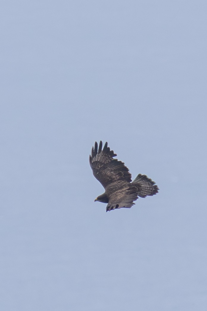 Common Buzzard (Azores) - ML638725009