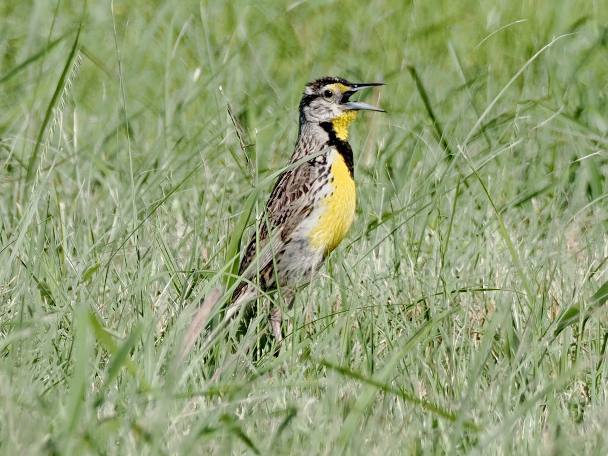 Eastern Meadowlark - ML638725023