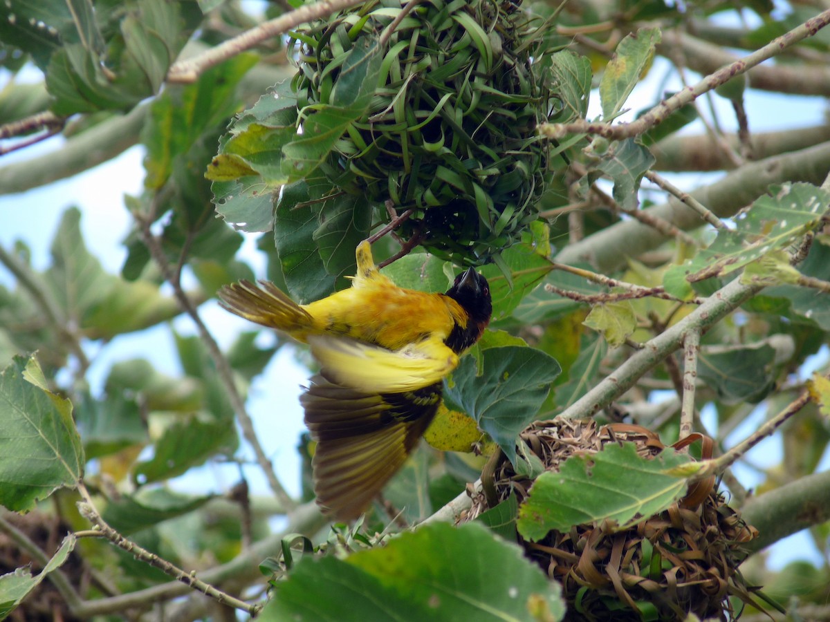 Village Weaver - ML638725024
