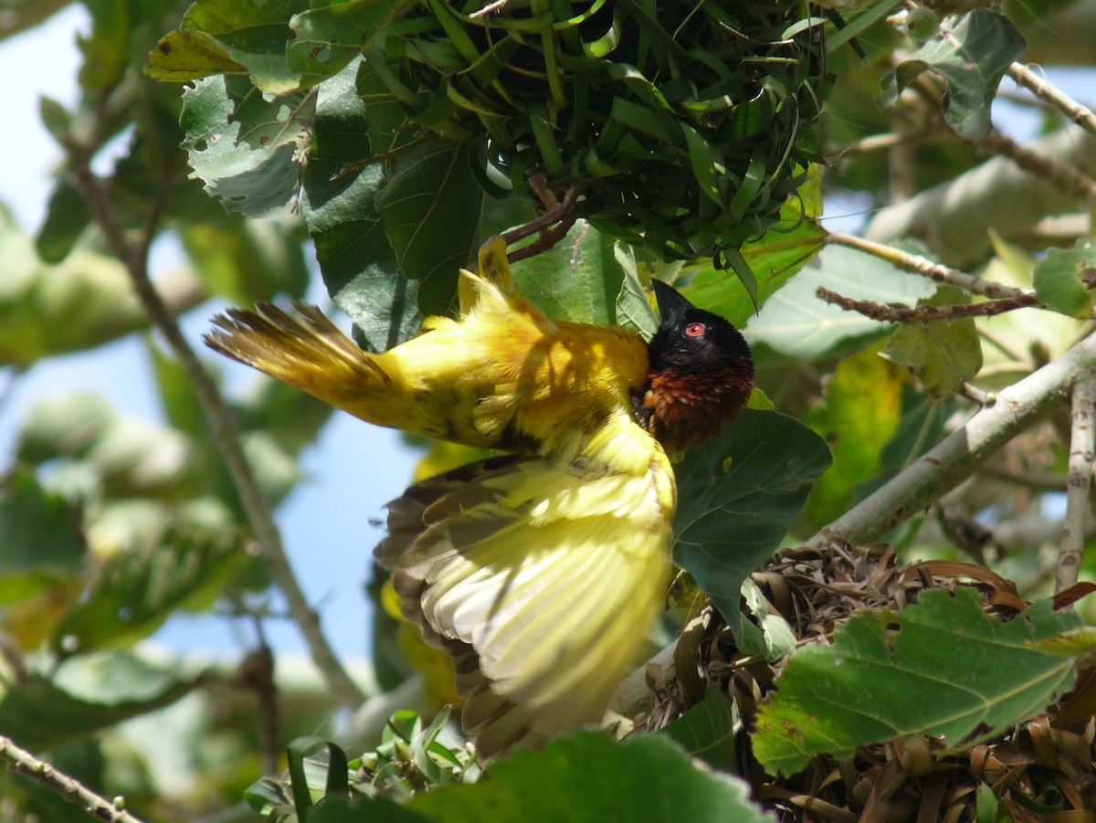 Village Weaver - ML638725036