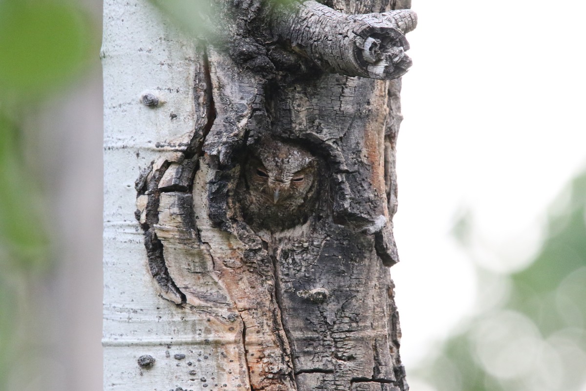 Flammulated Owl - ML638725057