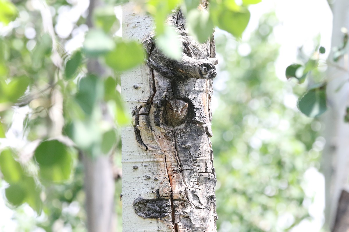 Flammulated Owl - ML638725058