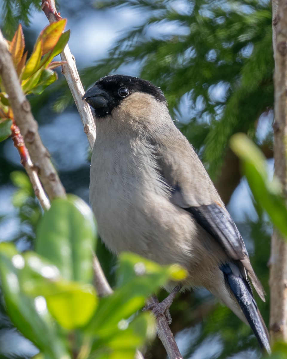 Azores Bullfinch - ML638725060
