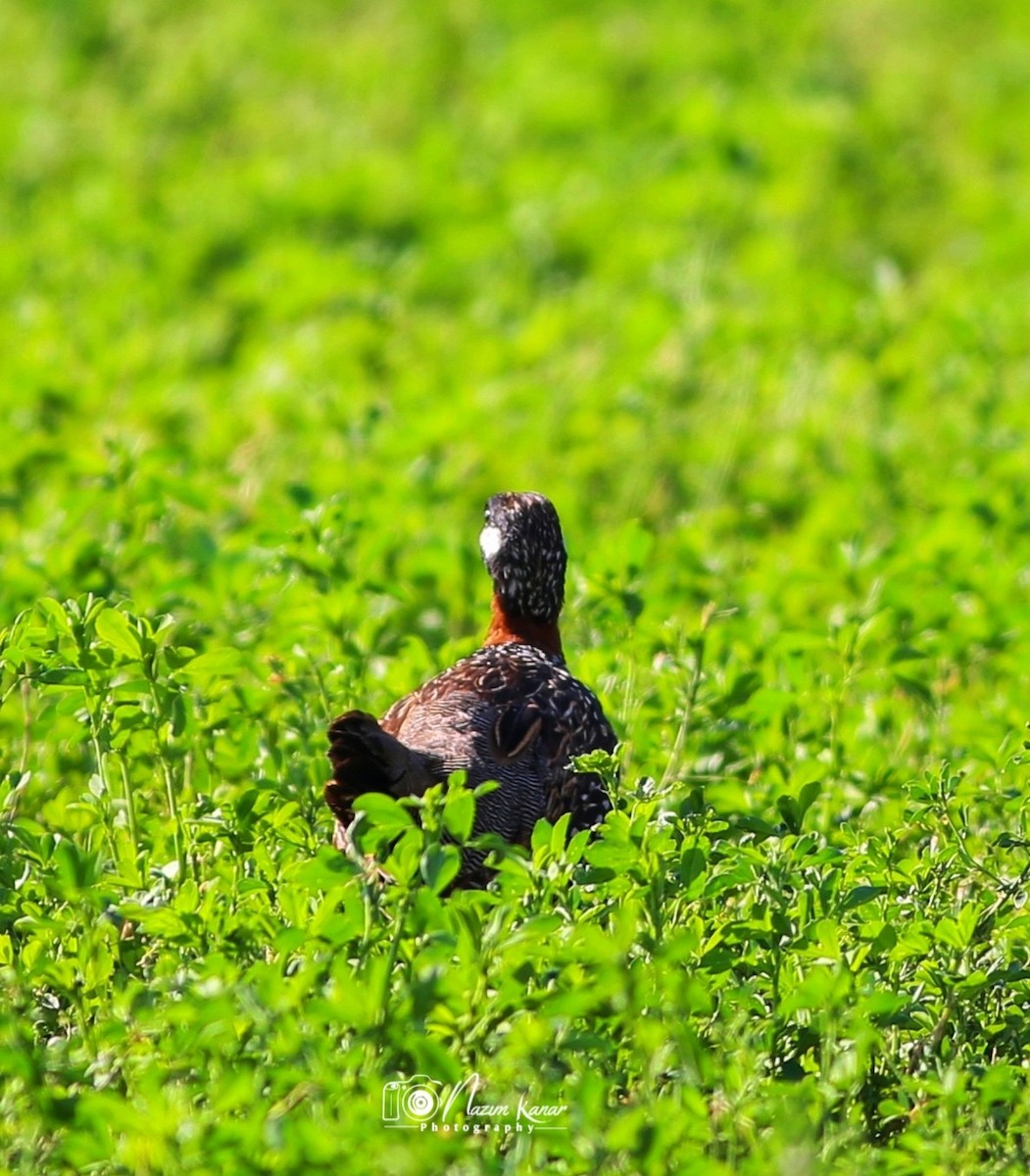 Black Francolin - ML638725097
