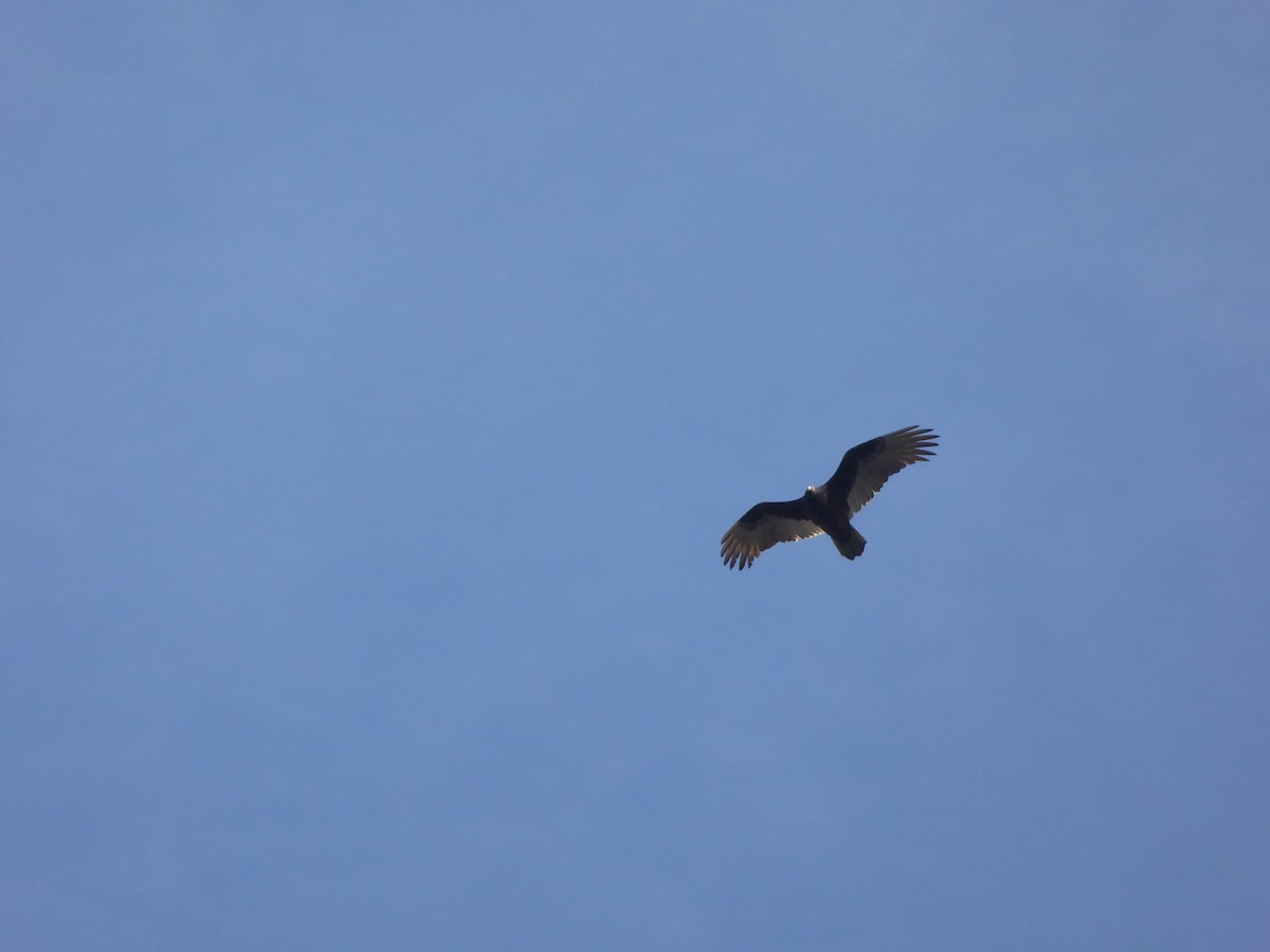 Turkey Vulture - ML63872511