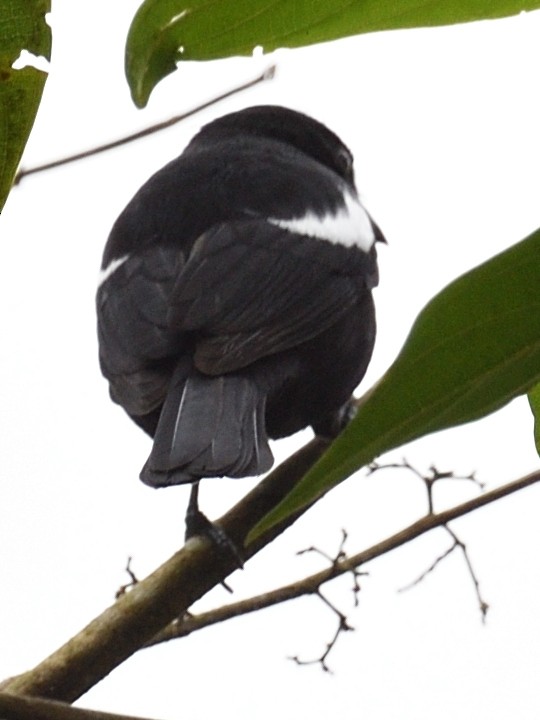 White-shouldered Tanager - ML638725130