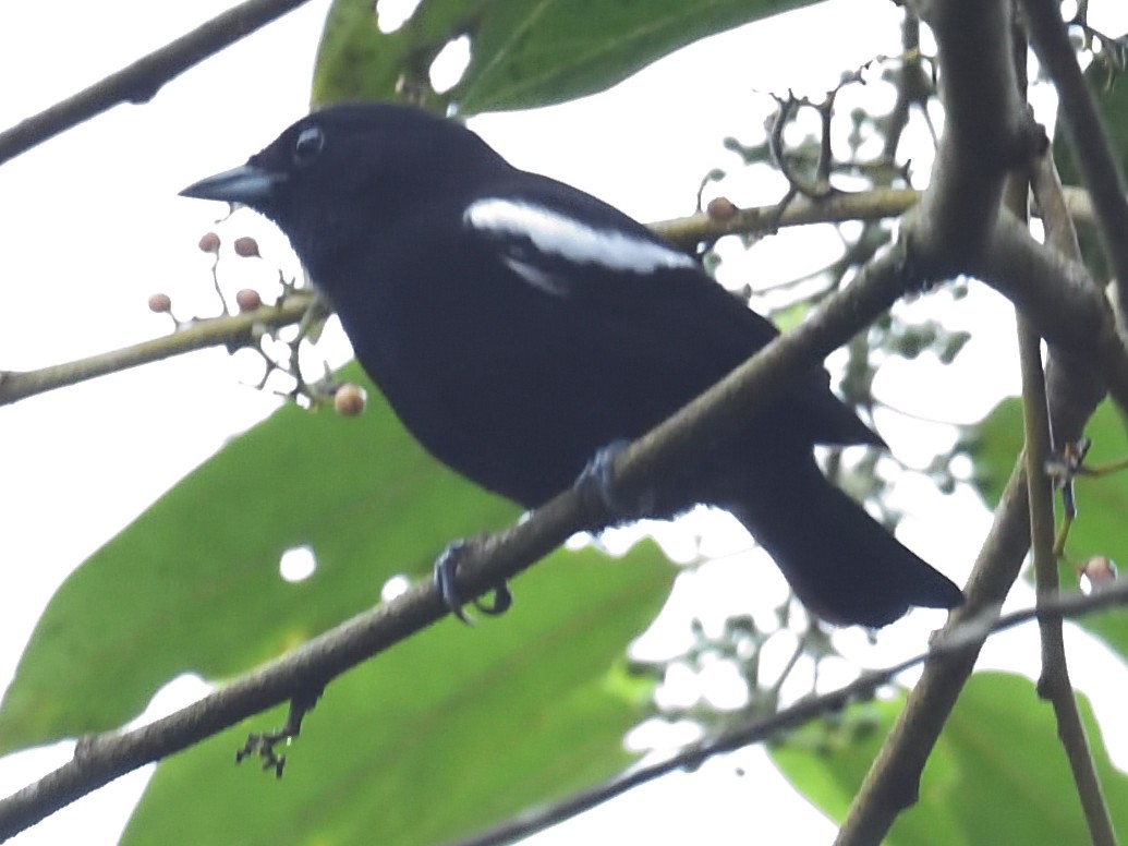 White-shouldered Tanager - ML638725131