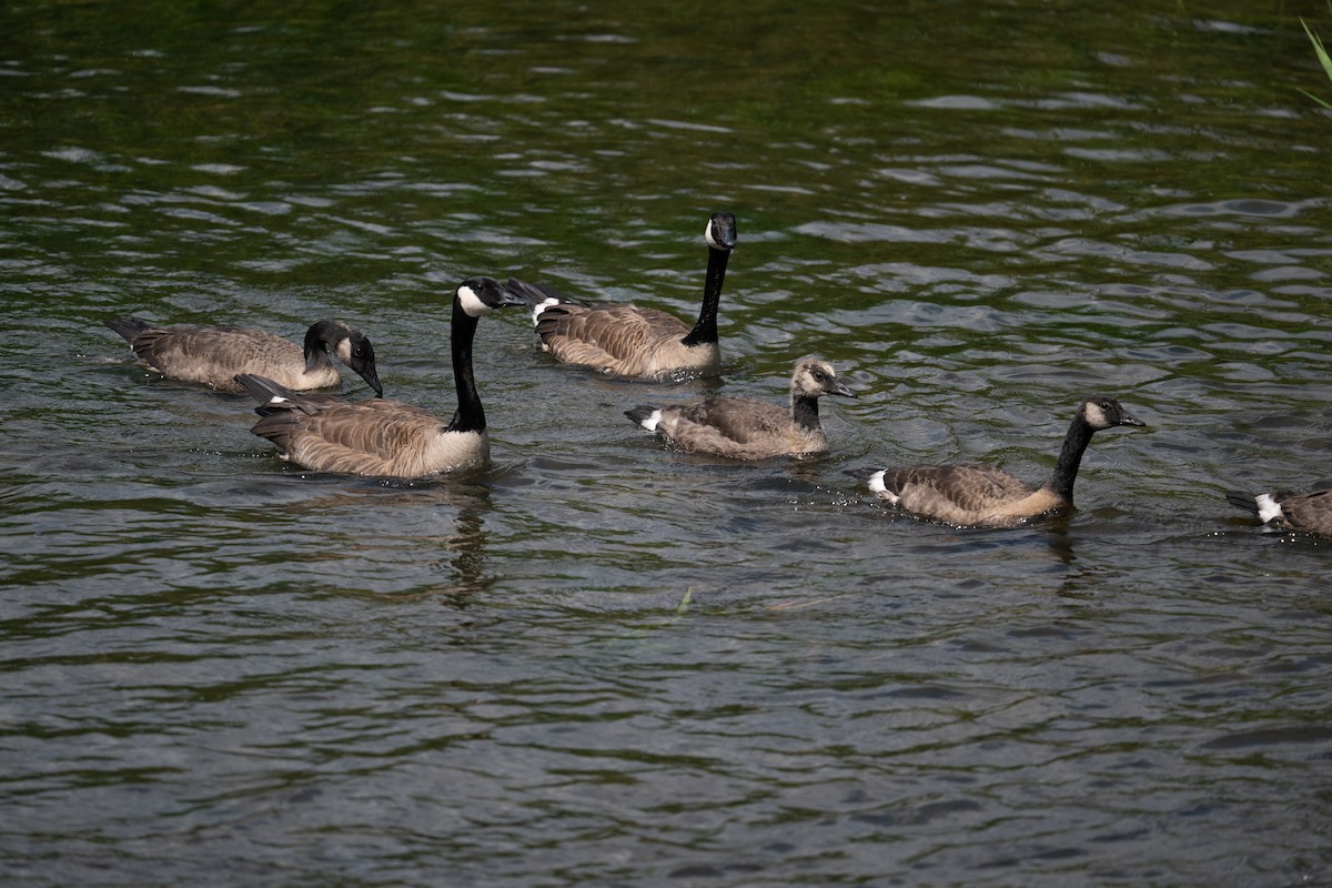 Canada Goose - ML638725204