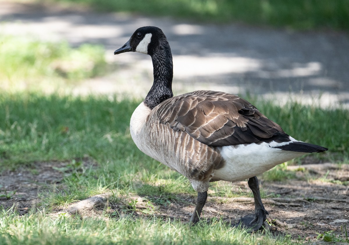 Canada Goose - ML638725205