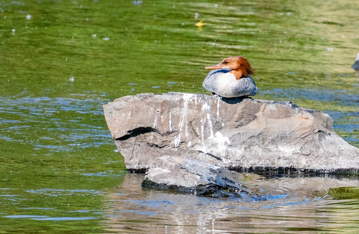 Common Merganser - ML638725213