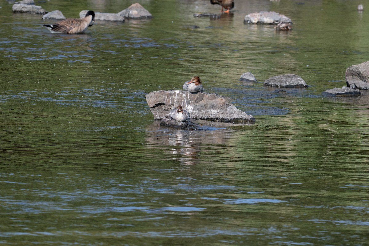 Common Merganser - ML638725214