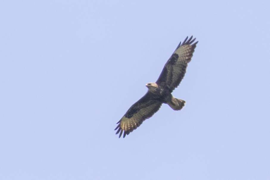 Common Buzzard (Azores) - ML638725215