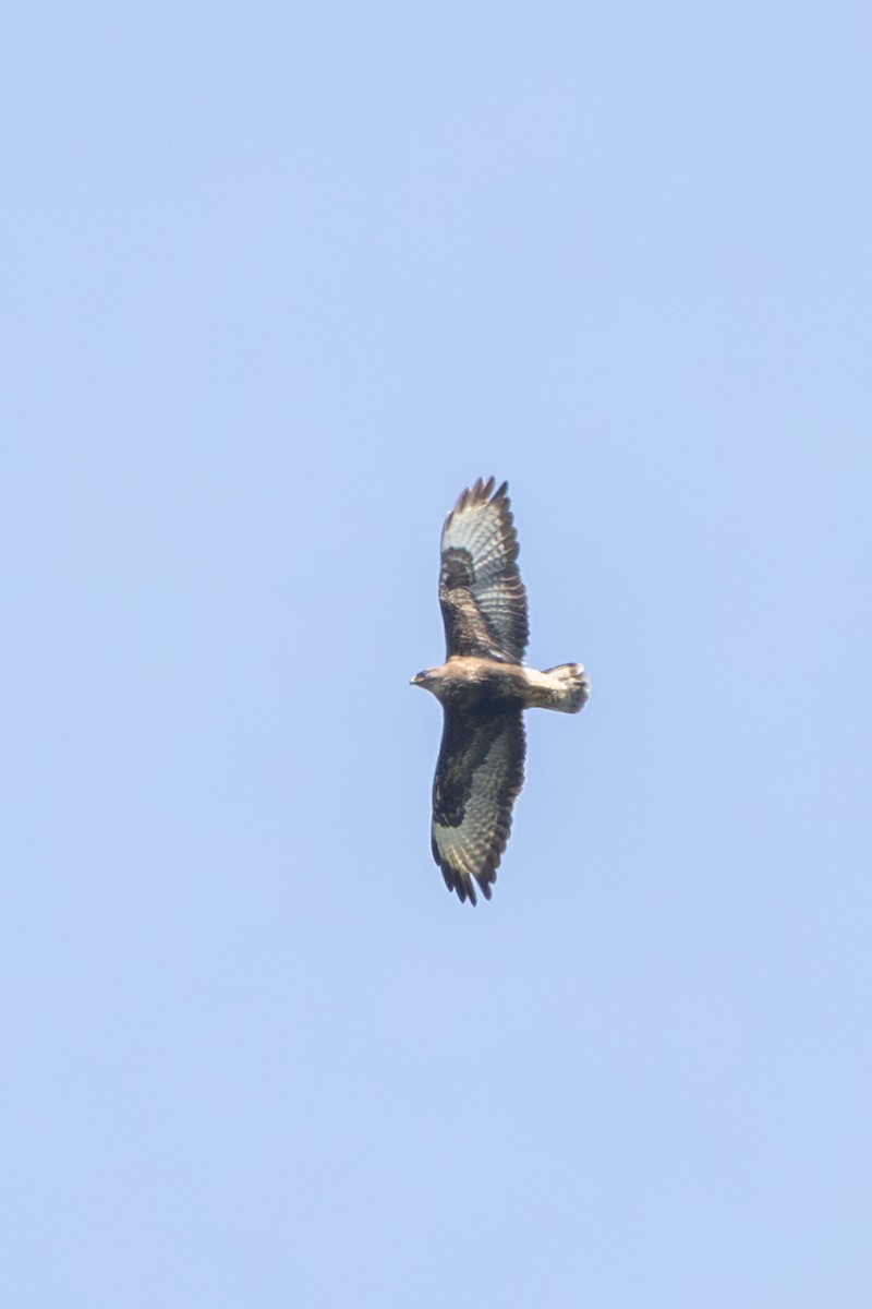 Common Buzzard (Azores) - ML638725216