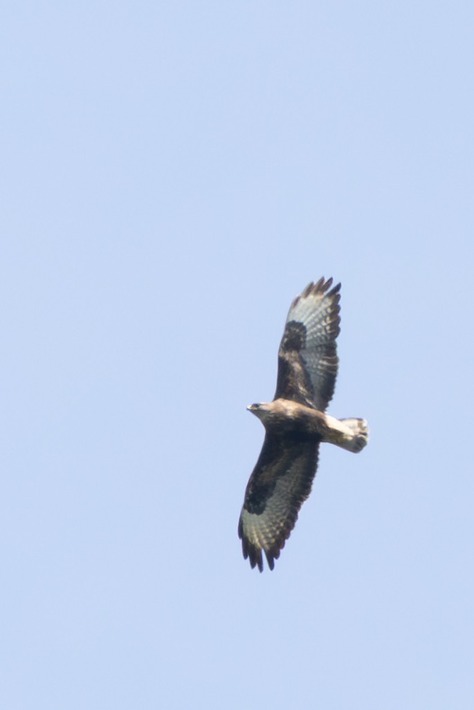 Common Buzzard (Azores) - ML638725217