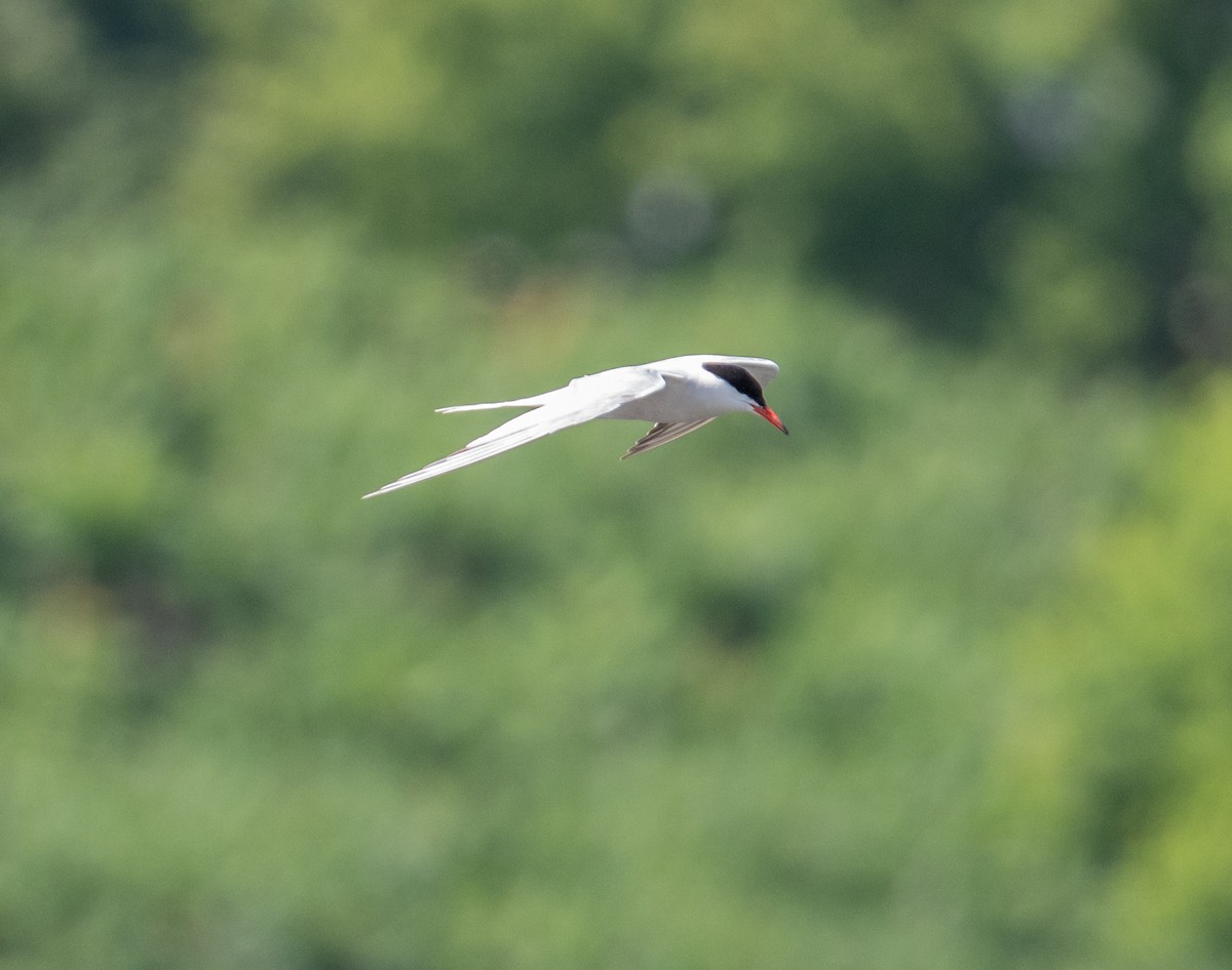Common Tern - ML638725238