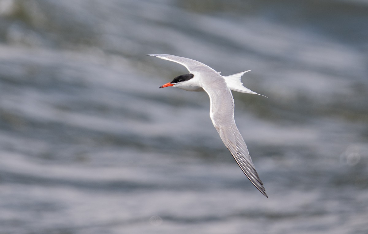 Common Tern - ML638725240