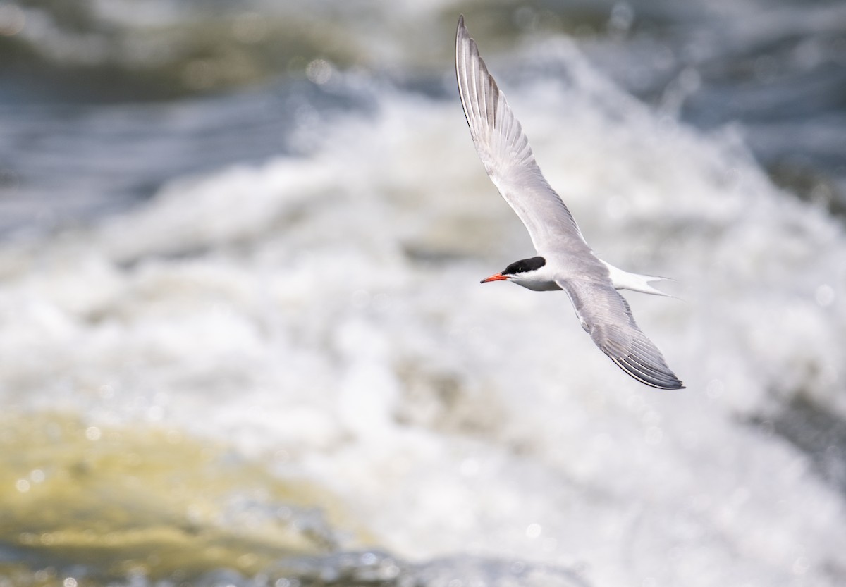 Common Tern - ML638725241