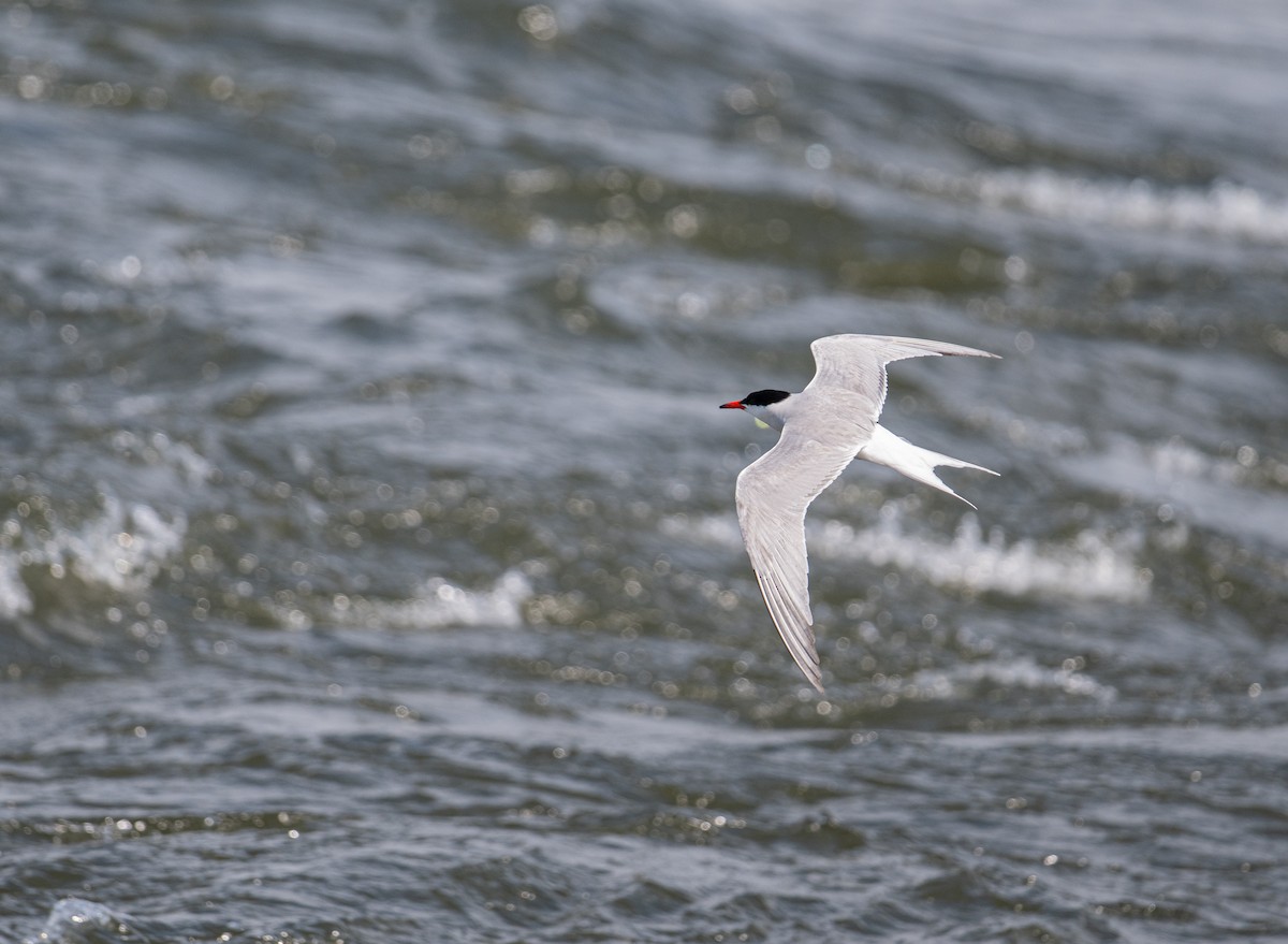 Common Tern - ML638725242